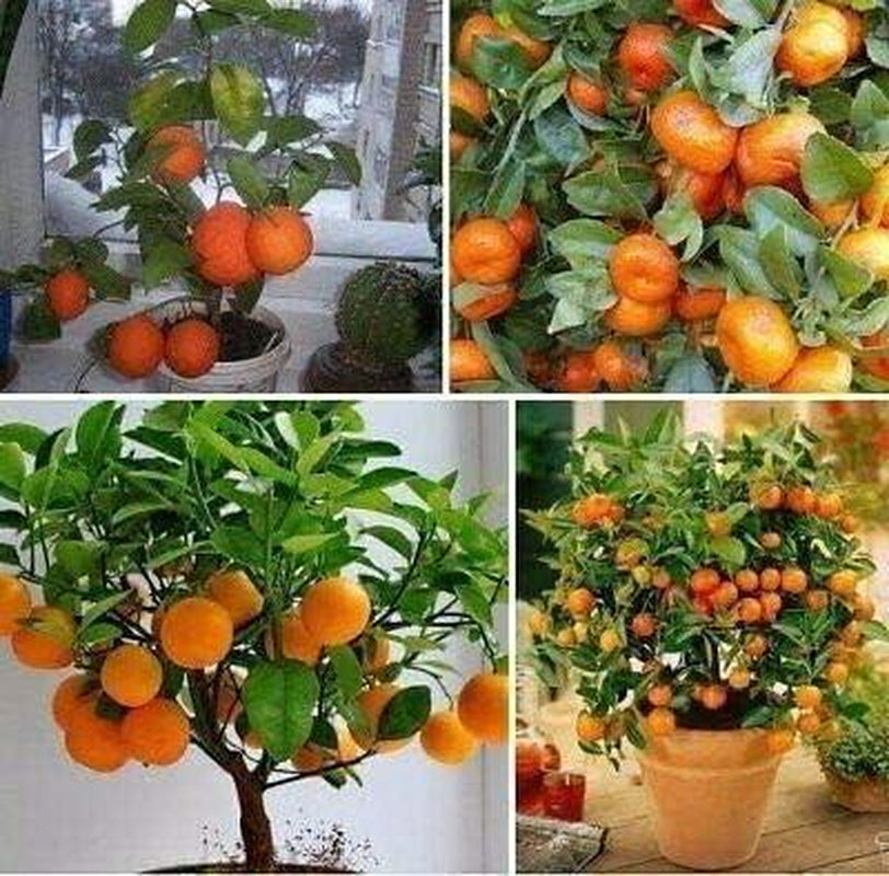 Bonsai Orange Tree Seeds, 20 Seeds,Grow a Delicious Fruit Bearing Bonsai Tree